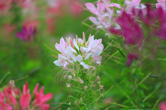 醉蝶花