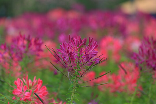 醉蝶花