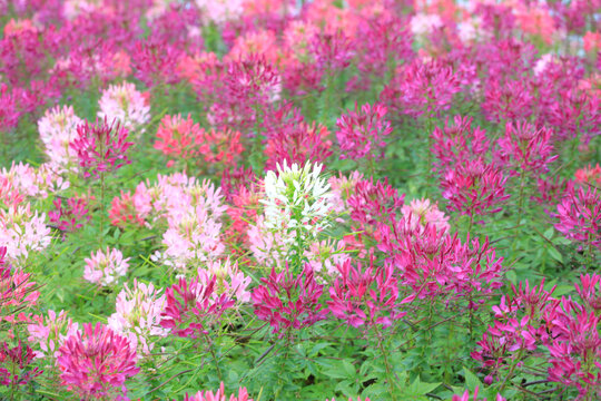 醉蝶花