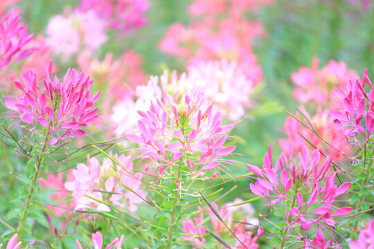 醉蝶花