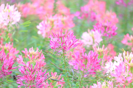 醉蝶花