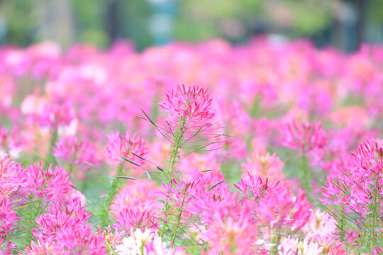 醉蝶花