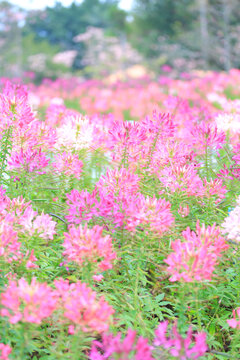 醉蝶花