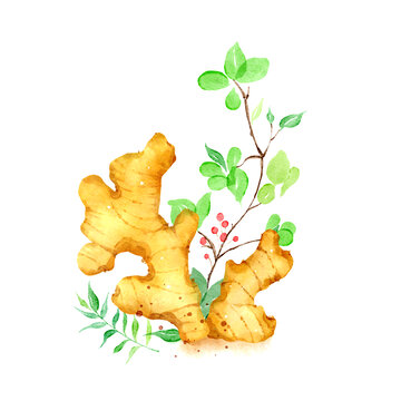 手绘小清新水彩风食物蔬菜生姜