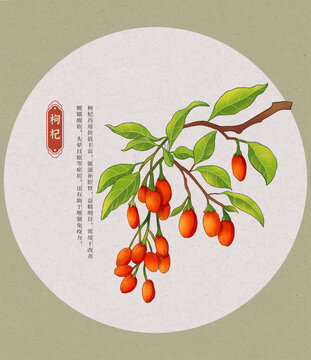 枸杞中草药国潮国风水彩插画
