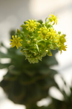 盆栽多肉开花整棵俯视