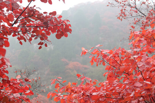 高山红叶