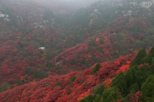 满山红