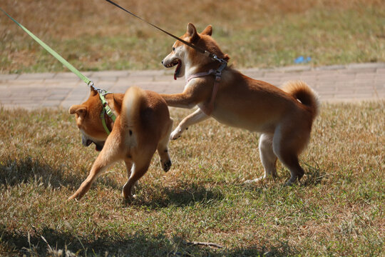 柴犬