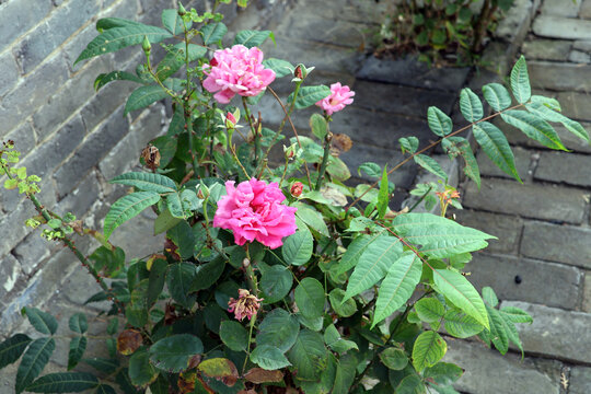 粉色月季花