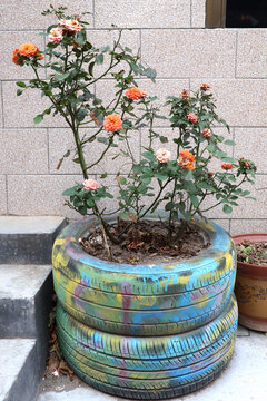 轮胎里的月季花