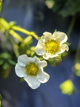 草莓花