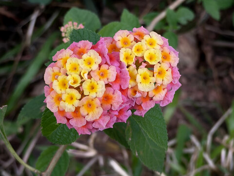 马缨丹花