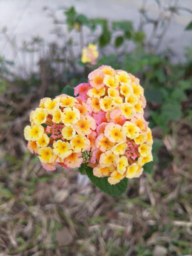马缨丹花