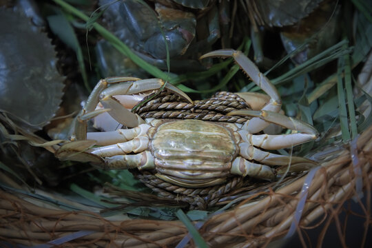 三门青蟹
