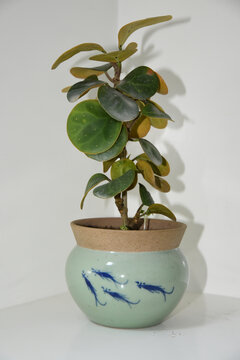 小叶菩提