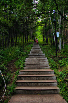 阿尔山天池登山路兴安落叶松