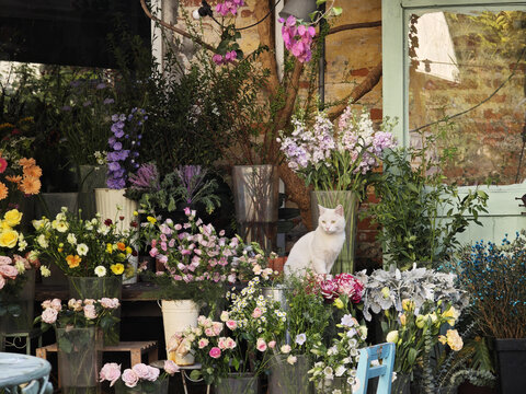 花店的猫