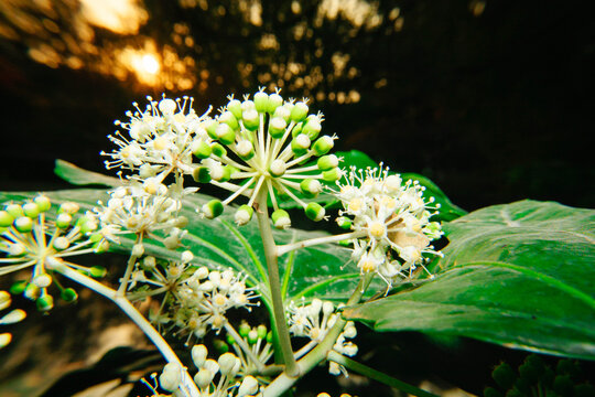 八角金盘花八角花
