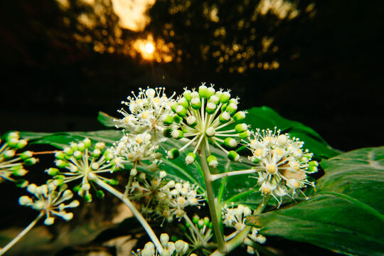 八角金盘花八角花