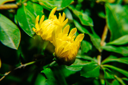 小菊花