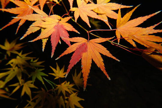 枫叶