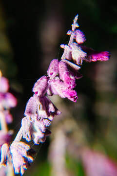 鼠尾草