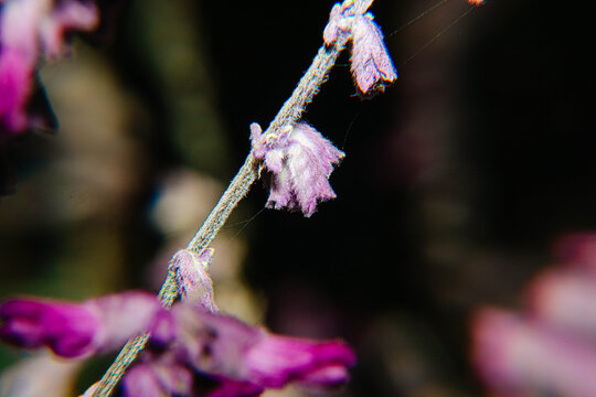 墨西哥鼠尾草