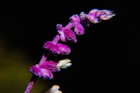 墨西哥鼠尾草