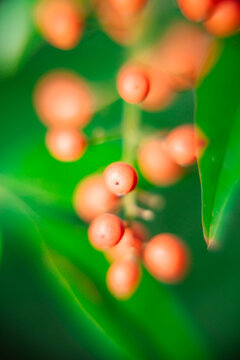 南天竹果实