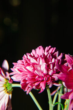 秋菊