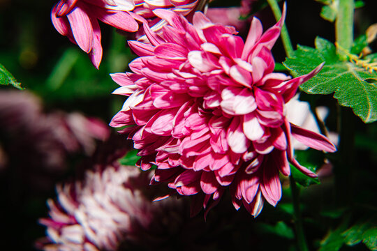 秋菊