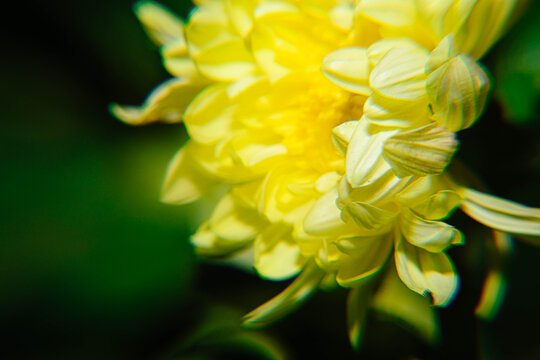 唯美菊花