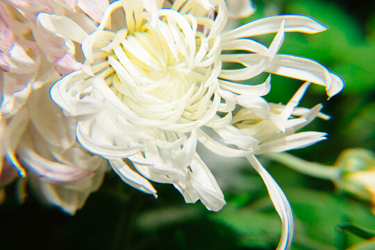 唯美菊花