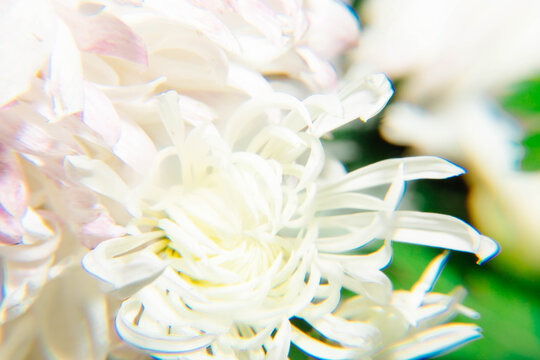 唯美菊花