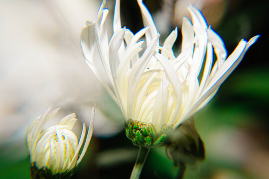 唯美菊花
