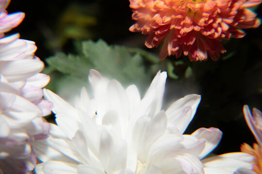 唯美菊花