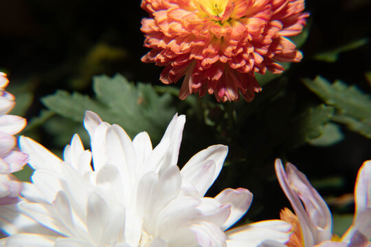 四季爆花九月菊