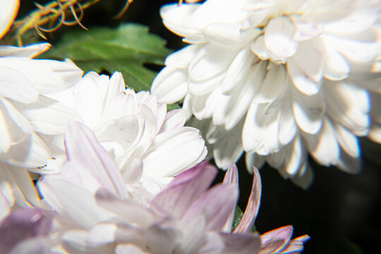 四季爆花九月菊