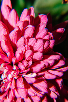 四季爆花九月菊