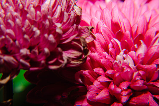 四季爆花九月菊