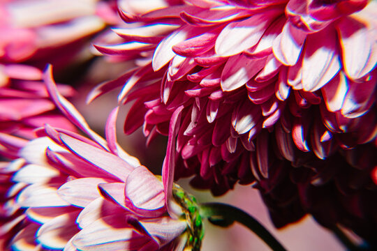 四季爆花九月菊