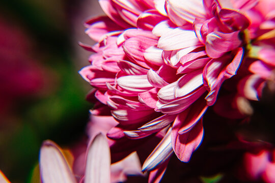 四季爆花九月菊