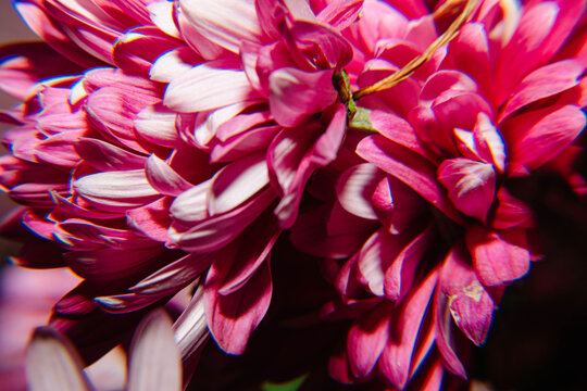 四季爆花九月菊