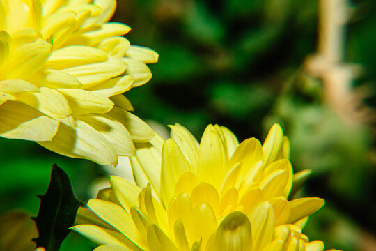 四季爆花九月菊