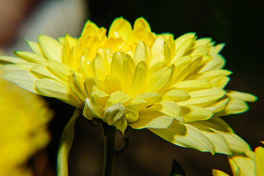 四季爆花九月菊