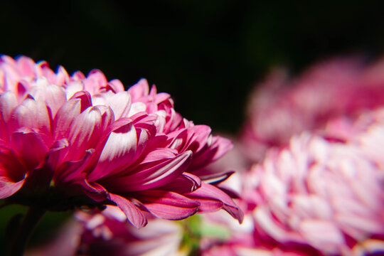 粉色秋菊