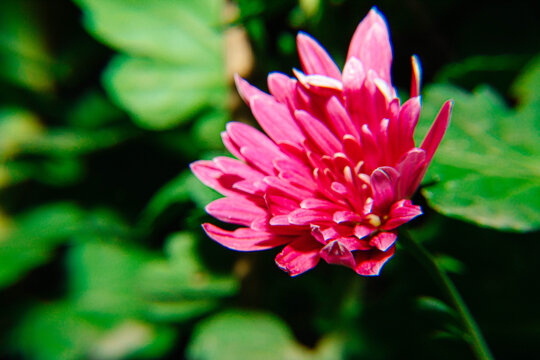 粉色秋菊