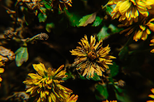 菊花枯萎