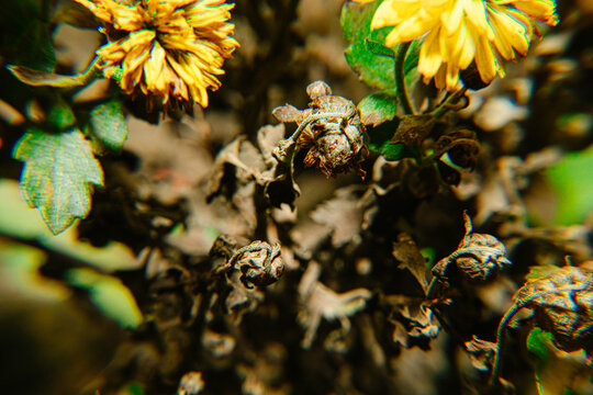 枯萎的菊花